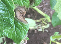 Fight against Blight