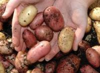 Why is there a shortage of Irish spuds in the shops right now?