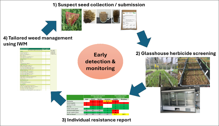 resistance testing and reporting process for suspected grass weeds submitted for analysis, details in text