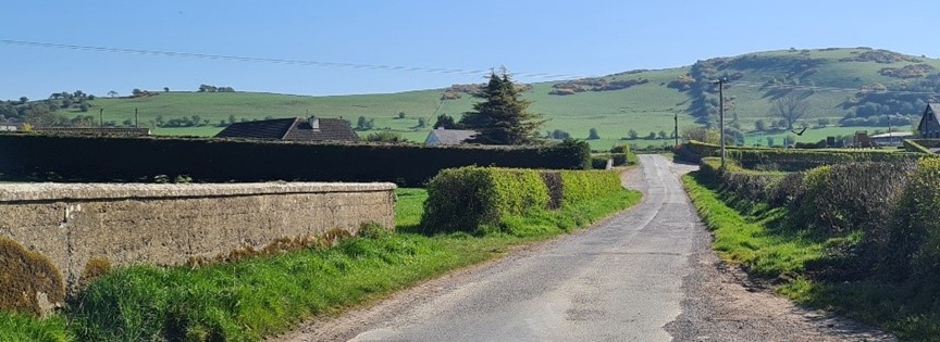 roadside hedgerow on the Moore farm