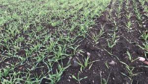 Assessing your tillage performance as winter approaches