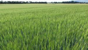 Excellent Spring Weather Boosts Tillage Progress across Ireland
