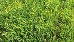 BYDV control programmes and tolerant varieties