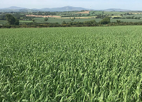 Evaluating different establishment systems for malting barley