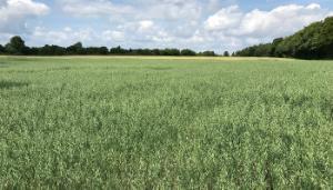 Back to the future – developing new avenues for oats