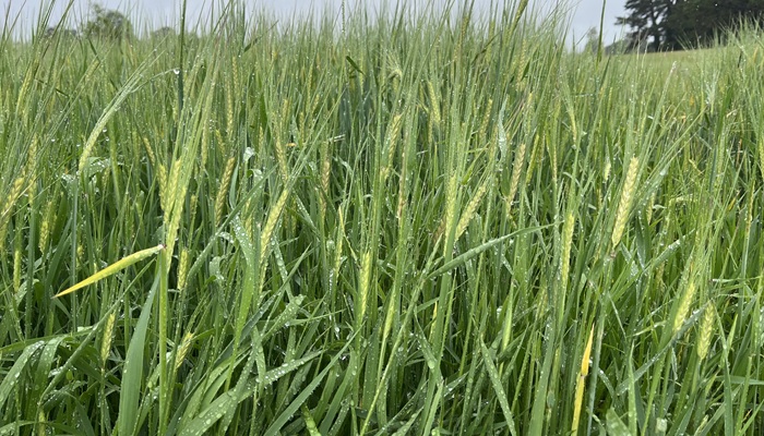 Variability and BYDV evident in spring barley crops
