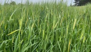 Variability and BYDV evident in spring barley crops