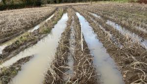 Potato harvesting difficulties persist