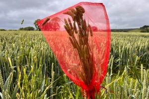 Get weed seed samples tested for resistance now