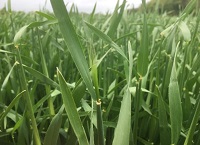 Timing critical with final fungicide applications
