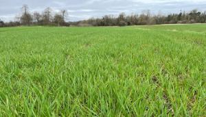 Field tasks for winter cereals and spring crops