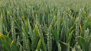 Key actions for tillage growers this week