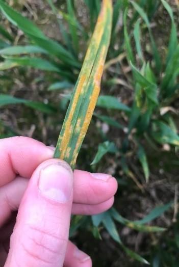 yellow rust winter wheat
