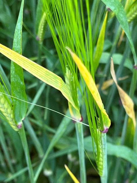 yellowing of the flag leaf in spring barley