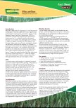 Miscanthus