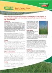 Reed Canary Grass