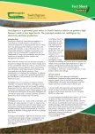 Switchgrass