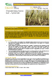 Characterising ‘brown bud’ – hybrid ash – 5699
