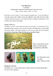 Liver Fluke Disease