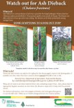 Watch out for Ash Dieback