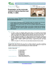 Examination of the molecular control of uterine function and fertility in cattle – 5517