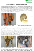 Weevil Damage in Carrot and Parsnip Crops