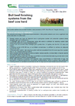 Bull beef finishing systems from the beef cow herd – 6176