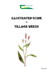 Illustrated Guide to Tillage Weeds – June 2014