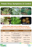 Potato Virus Symptoms & Control