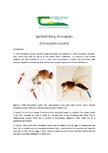 Spotted Wing Drosophila