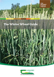 The Winter Wheat Guide