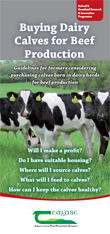 Buying Dairy Calves for Beef Production