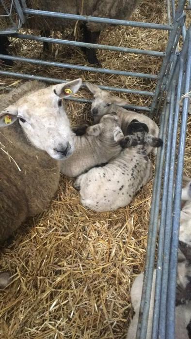 Lambs with their mother