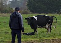 Working Safely with Livestock on Farms