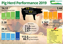 Pig Herd Performance 2019 Infographic