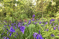 Managing native woodland resources on our farms