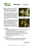 Mint Rust Technical Note