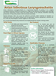 Avian Infectious Laryngotracheitis