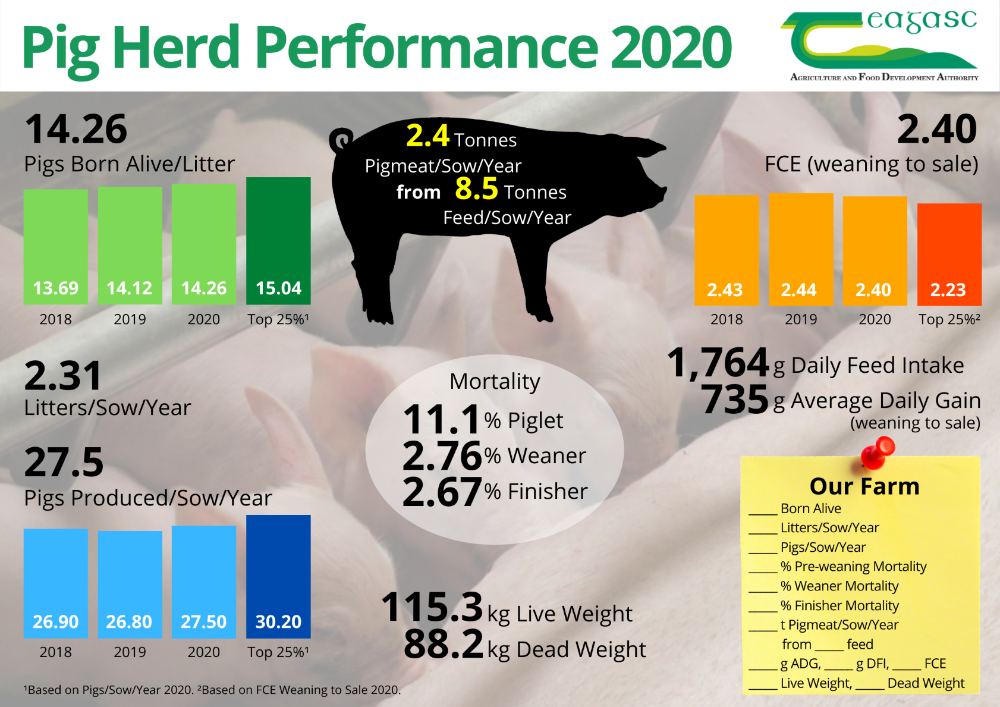 pig report 2020