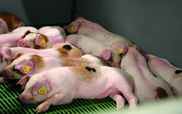 Cover image for Setting pig performance targets article
