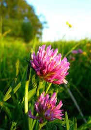 Photo of red clover flower