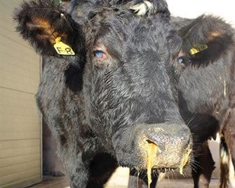 Animal showing clinical signs of IBR