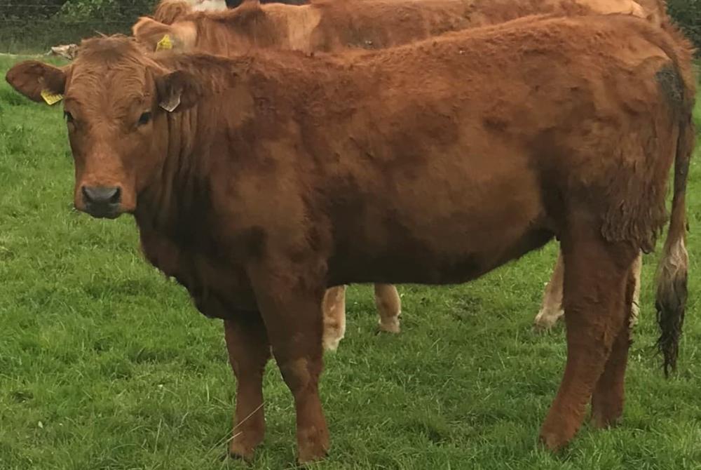 Aubrac x Saler heifer replacement index 5 star €207: Potential employee