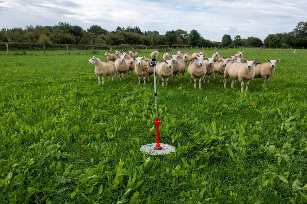 Sheep in a field