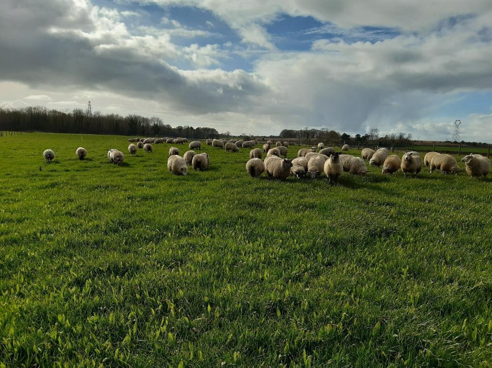 Sheep in a grass field