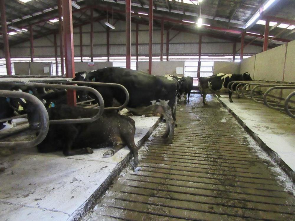 Recuperation for yourself and your cows during the Dry Cow Period