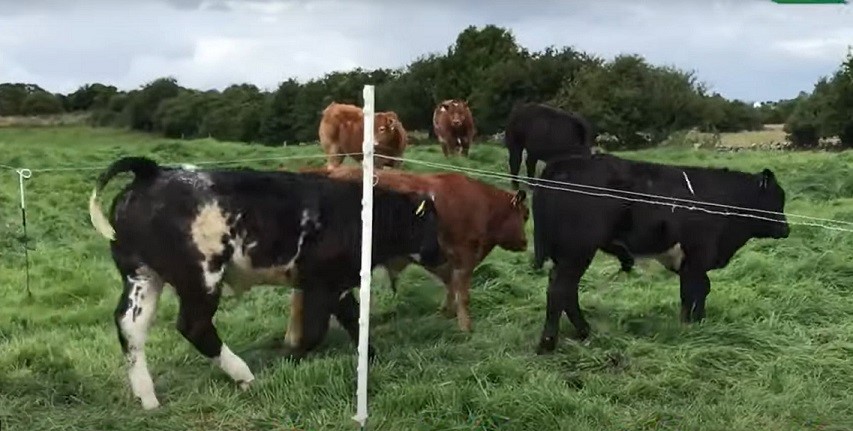 Stress-Free Weaning of Suckler Calves