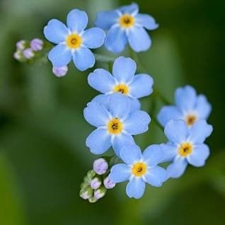 Forget-me-not flowers