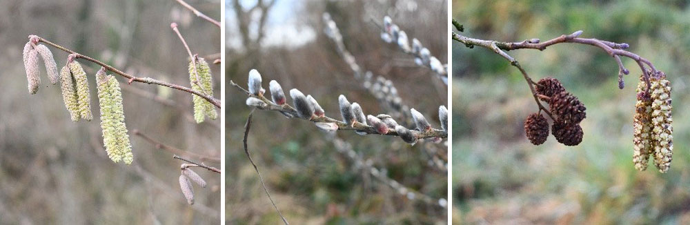 Hazel, Willow and Alder catkins