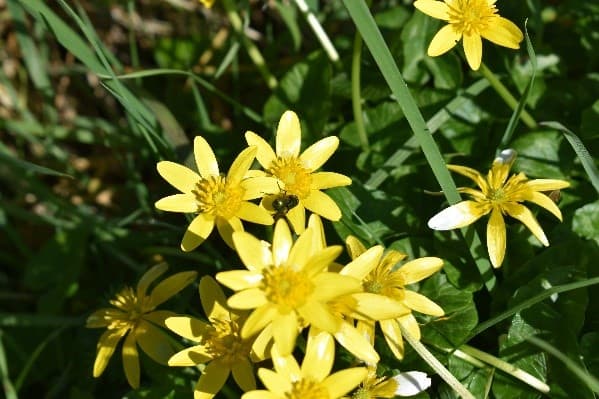 Lesser Celandine flowers